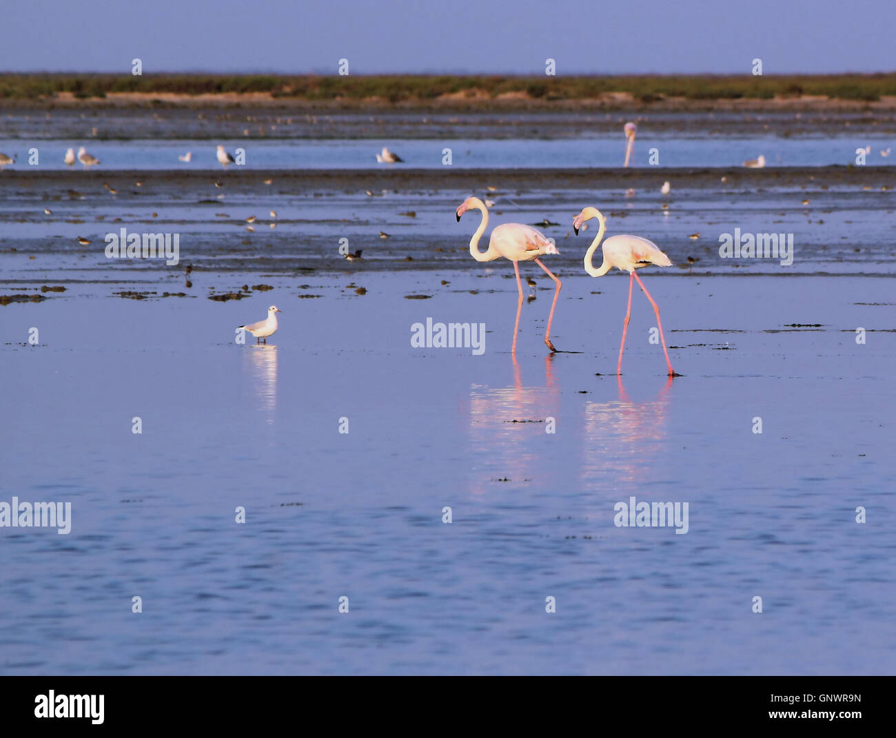 Flamingos walking in the water Stock Photo - Alamy