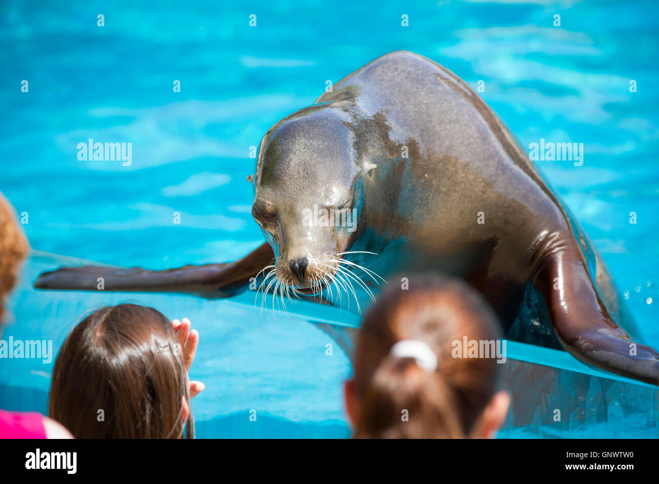Sea dog playing with childs, seal Stock Photo Alamy