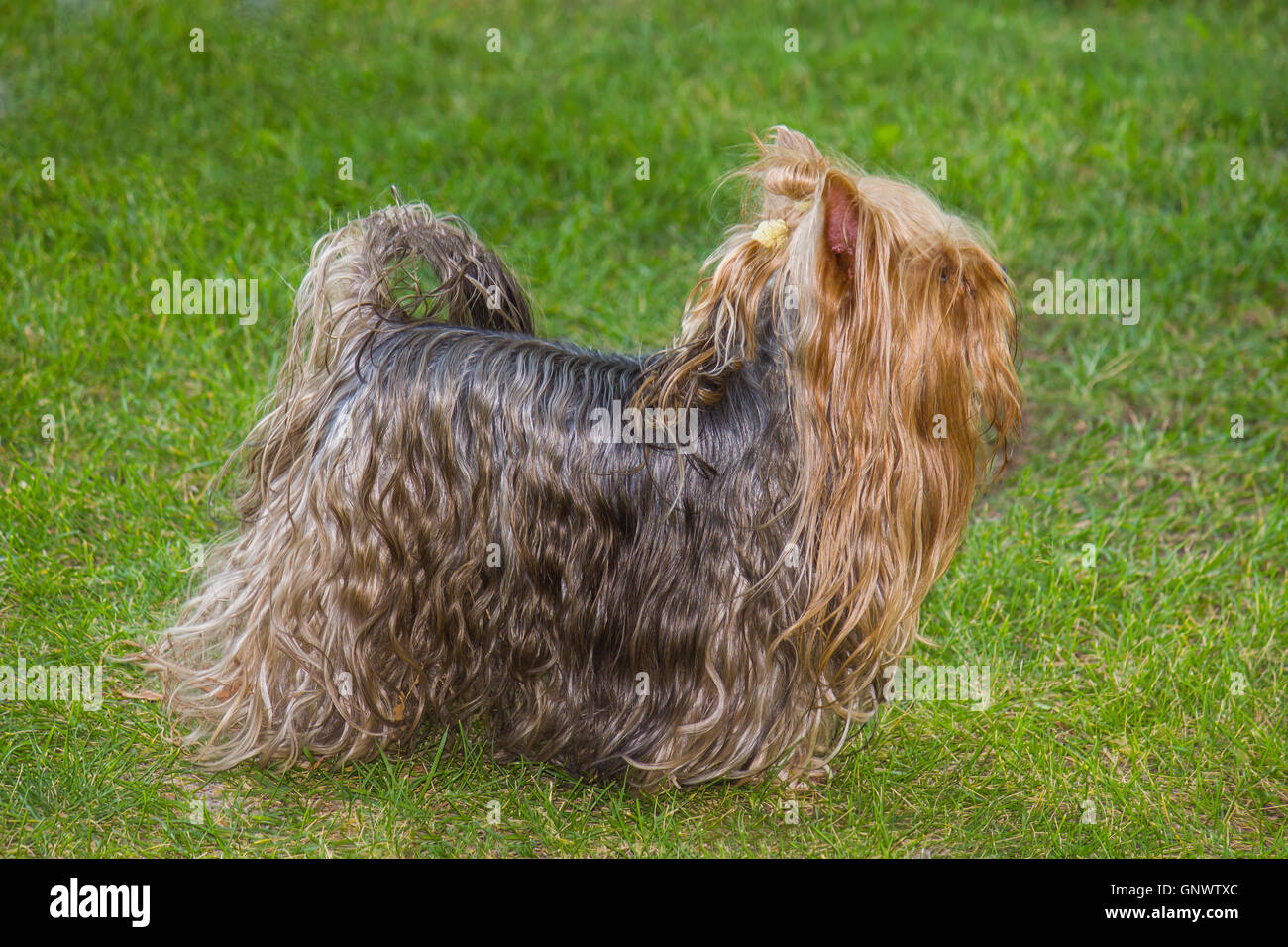 Yorkshire terrier Stock Photo