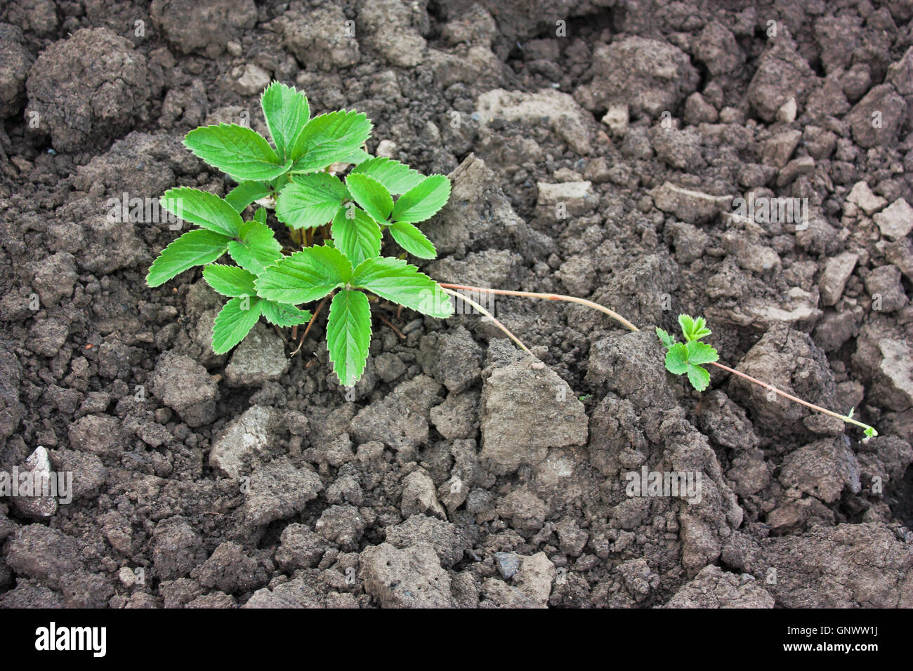 beds with strawberry bush Stock Photo - Alamy