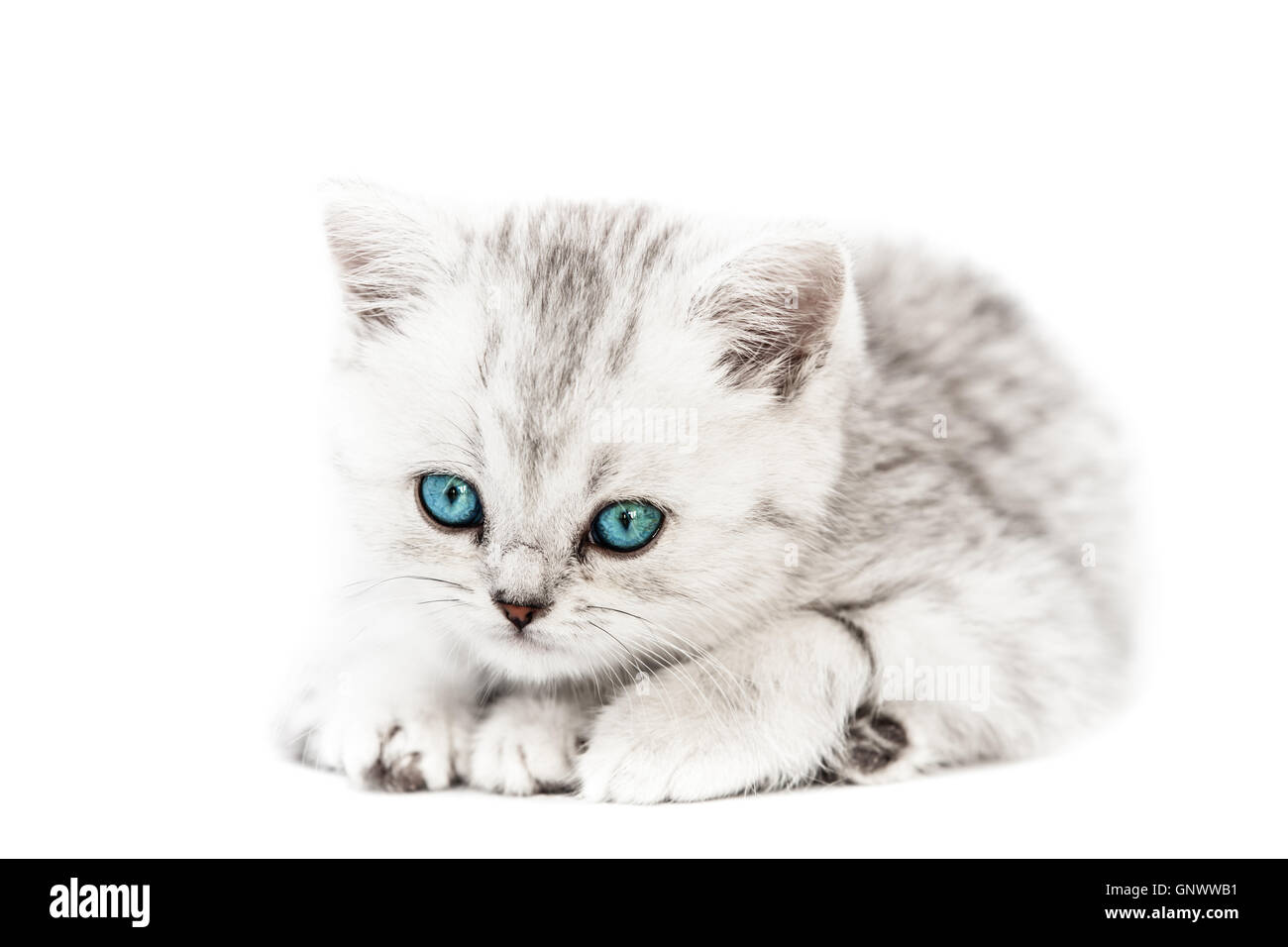 Little british domestic silver tabby cat Stock Photo