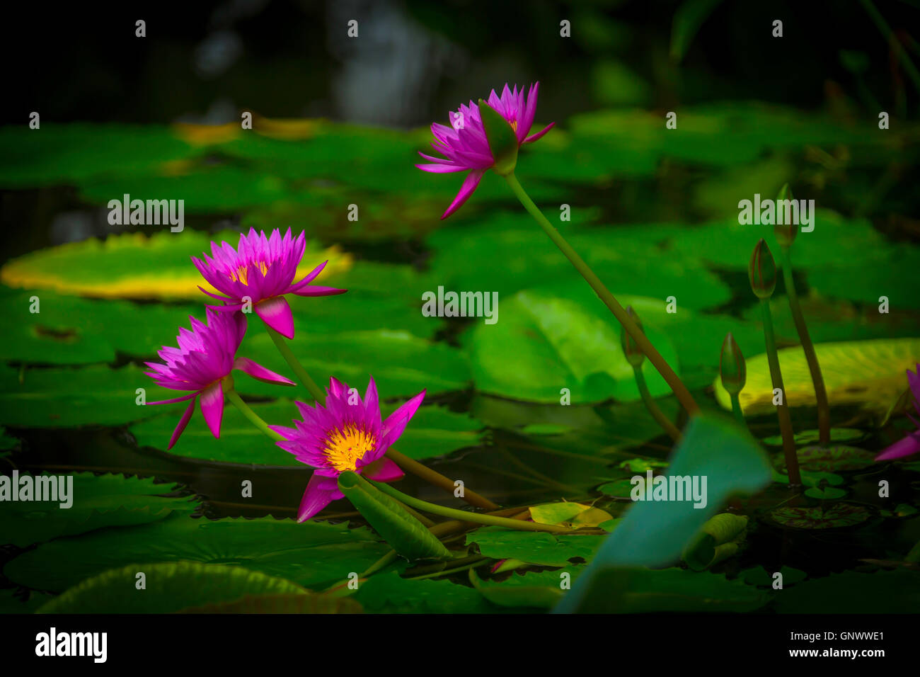 Waterlily Blossoms Stock Photo