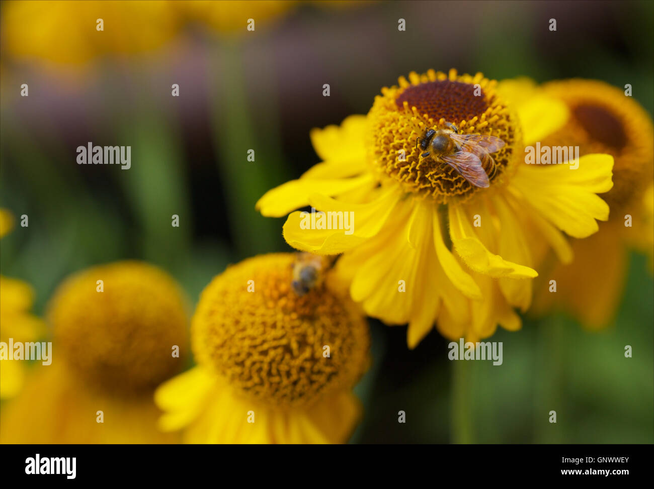 Yellow Cone Flowers with Bee Stock Photo Alamy