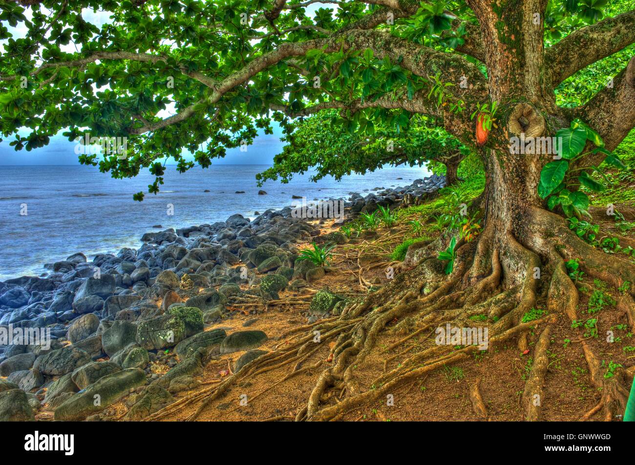 Tree with Gnarled Roots on Kauai Stock Photo Alamy