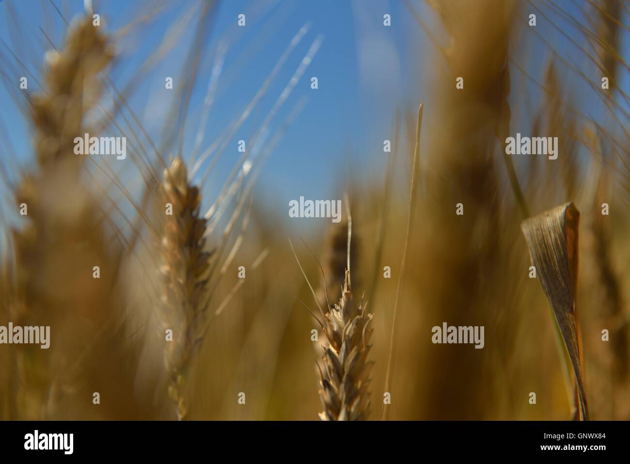 wheat field with blue sky in background Stock Photo - Alamy