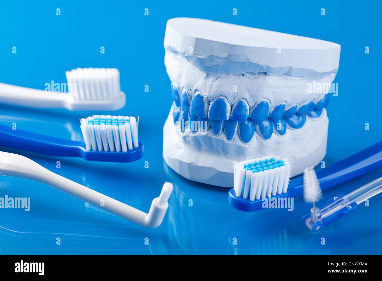 individual plaster dental molds and toothbrushes Stock Photo Alamy