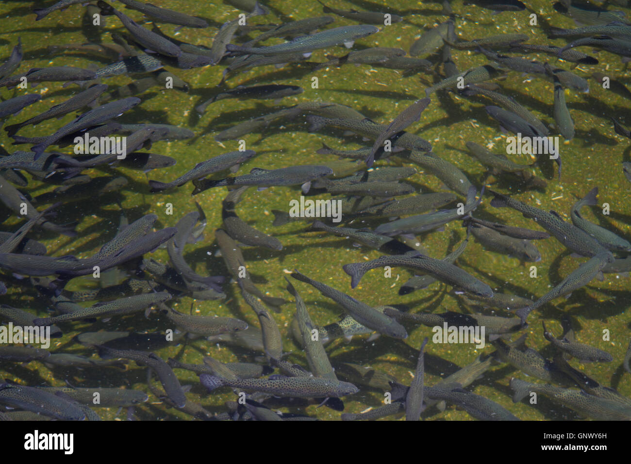 Trout being raised at fish far for release. California usa Stock Photo