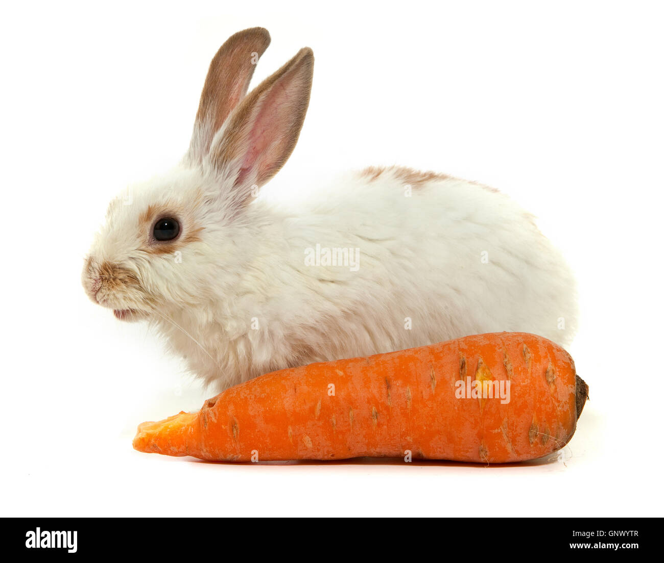 White small rabbit Stock Photo - Alamy