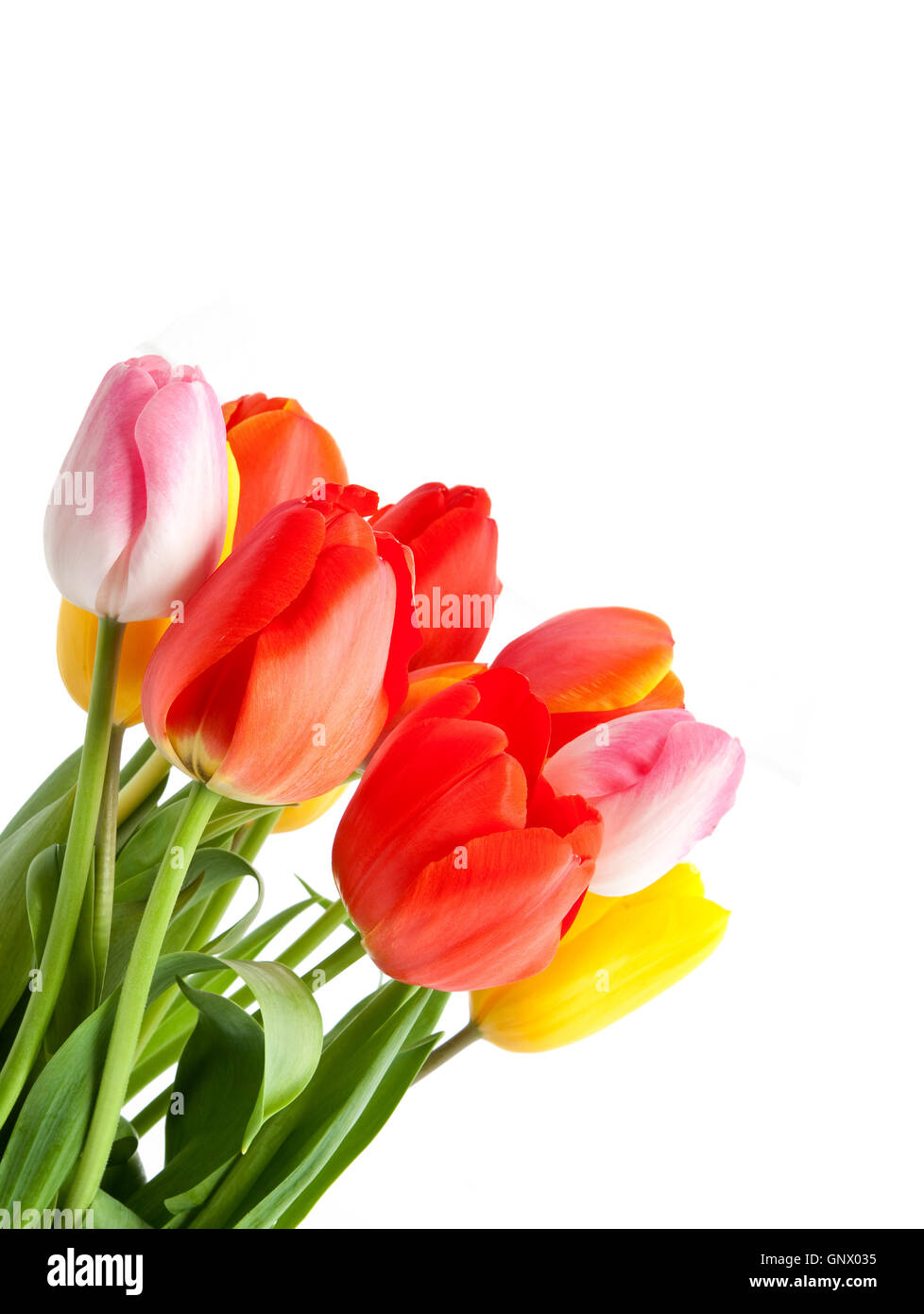 Bunch of tulips Stock Photo - Alamy