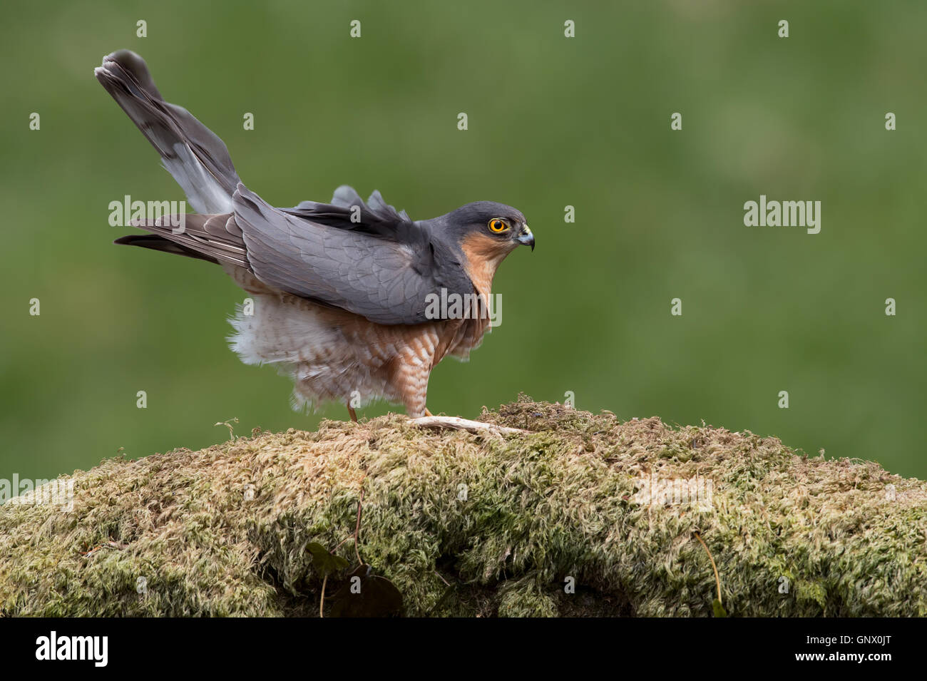 Sparrowhawk (Accipiter Nisus) Stock Photo