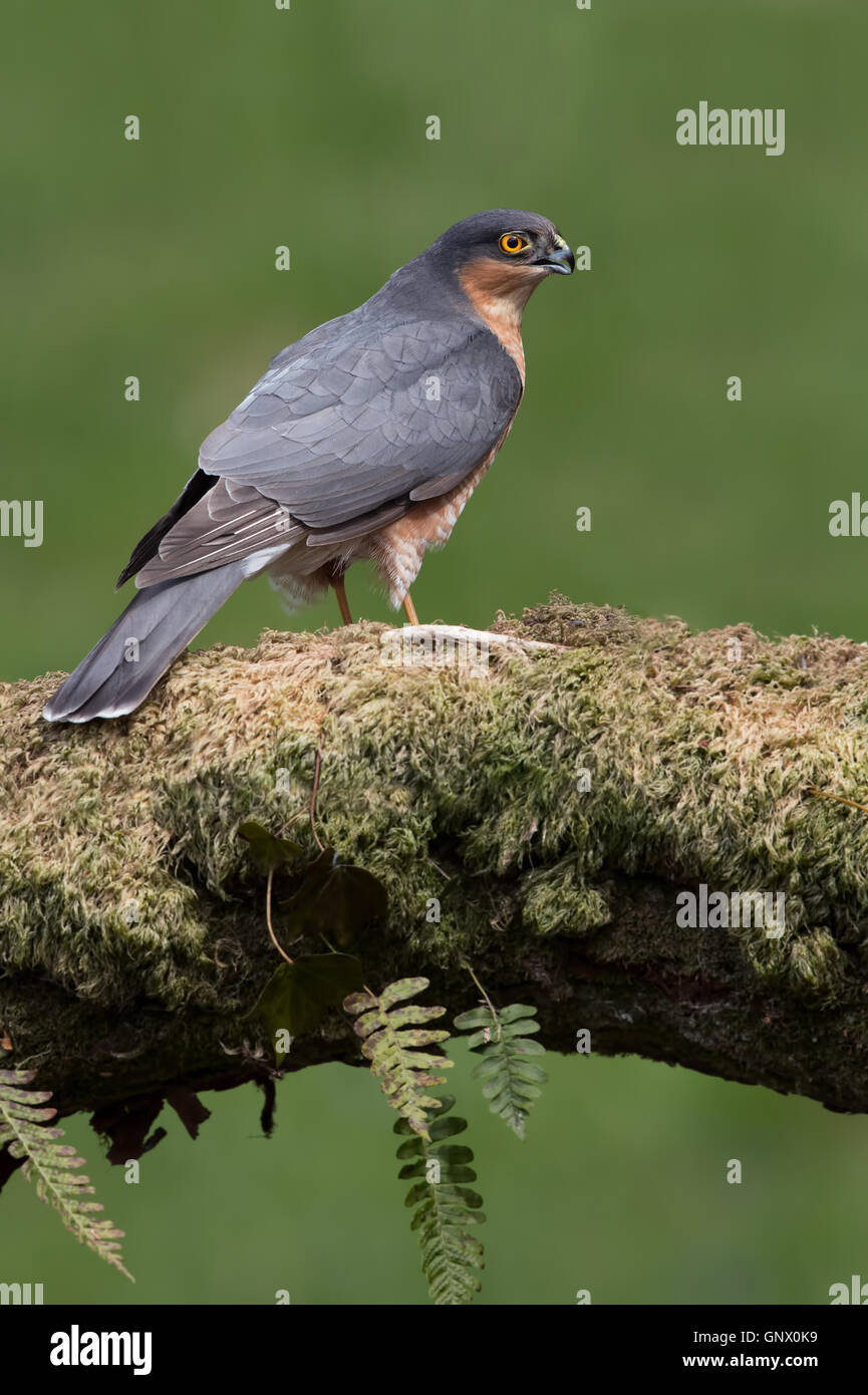 Sparrowhawk (Accipiter Nisus) Stock Photo