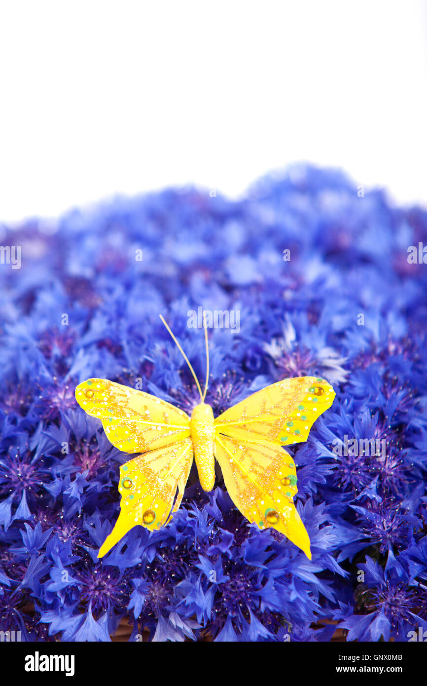 Spring blue cornflower with yellow butterfly Stock Photo Alamy