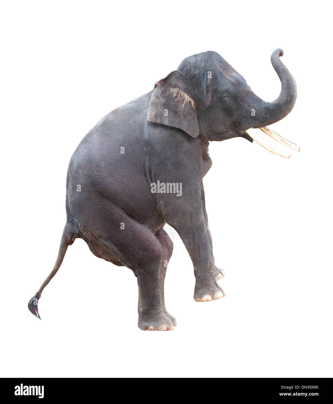 elephant isolated in white Stock Photo