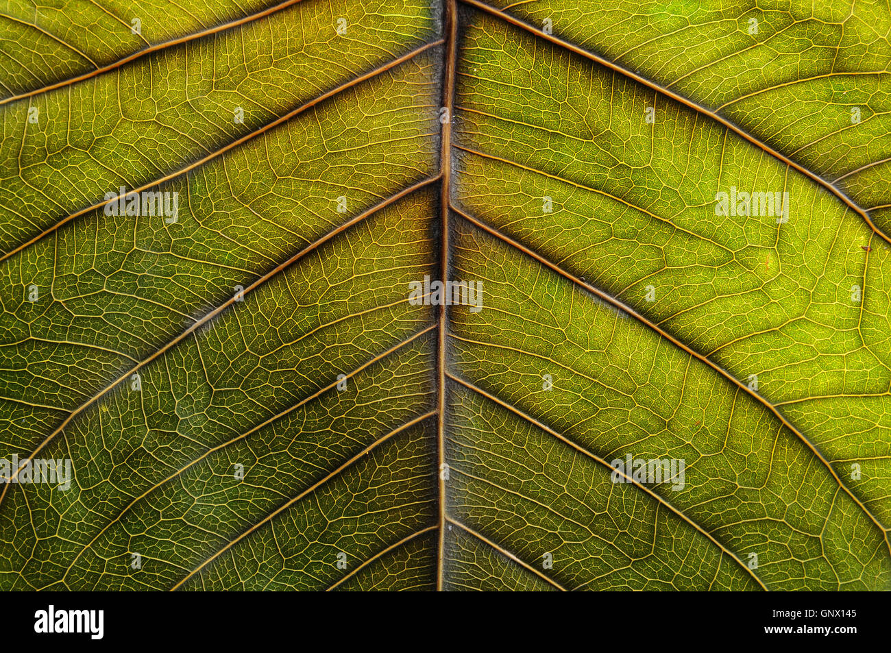 Leaf surface Stock Photo