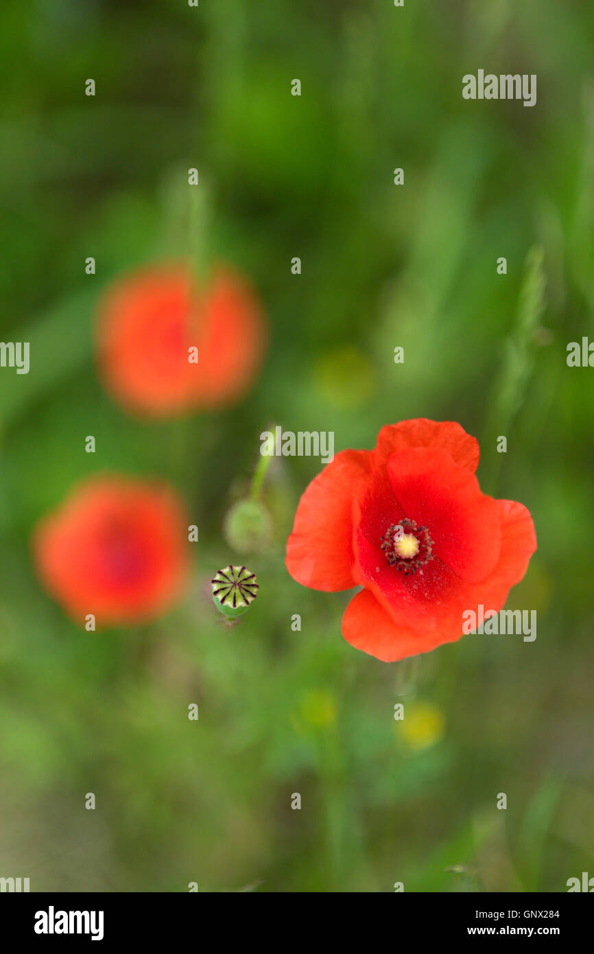 Bright red poppy flowers in the meadow on a summer day Stock Photo - Alamy