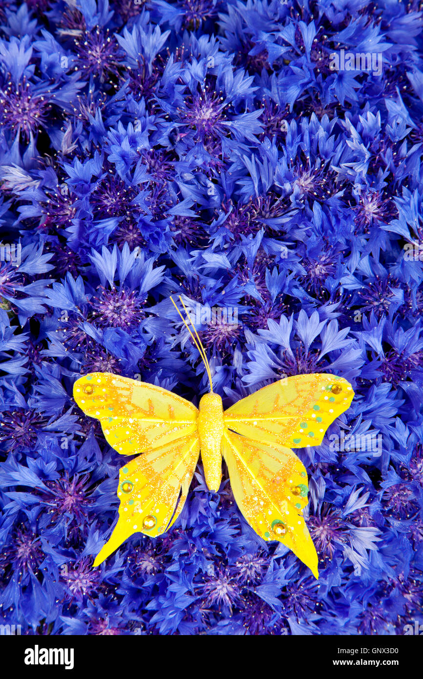 Spring blue cornflower with yellow butterfly Stock Photo Alamy