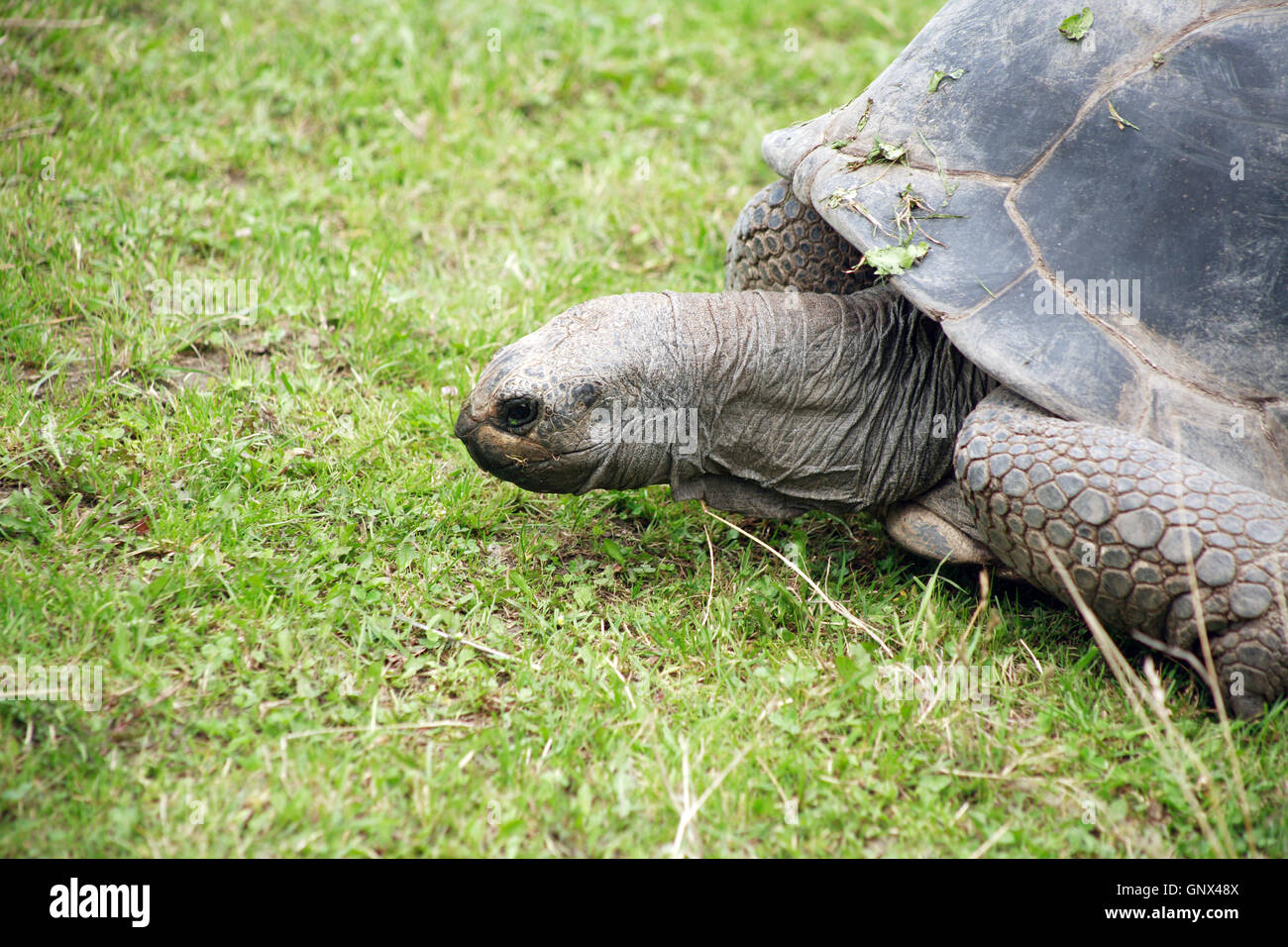 Tortoise On Grass Stock Photo Alamy