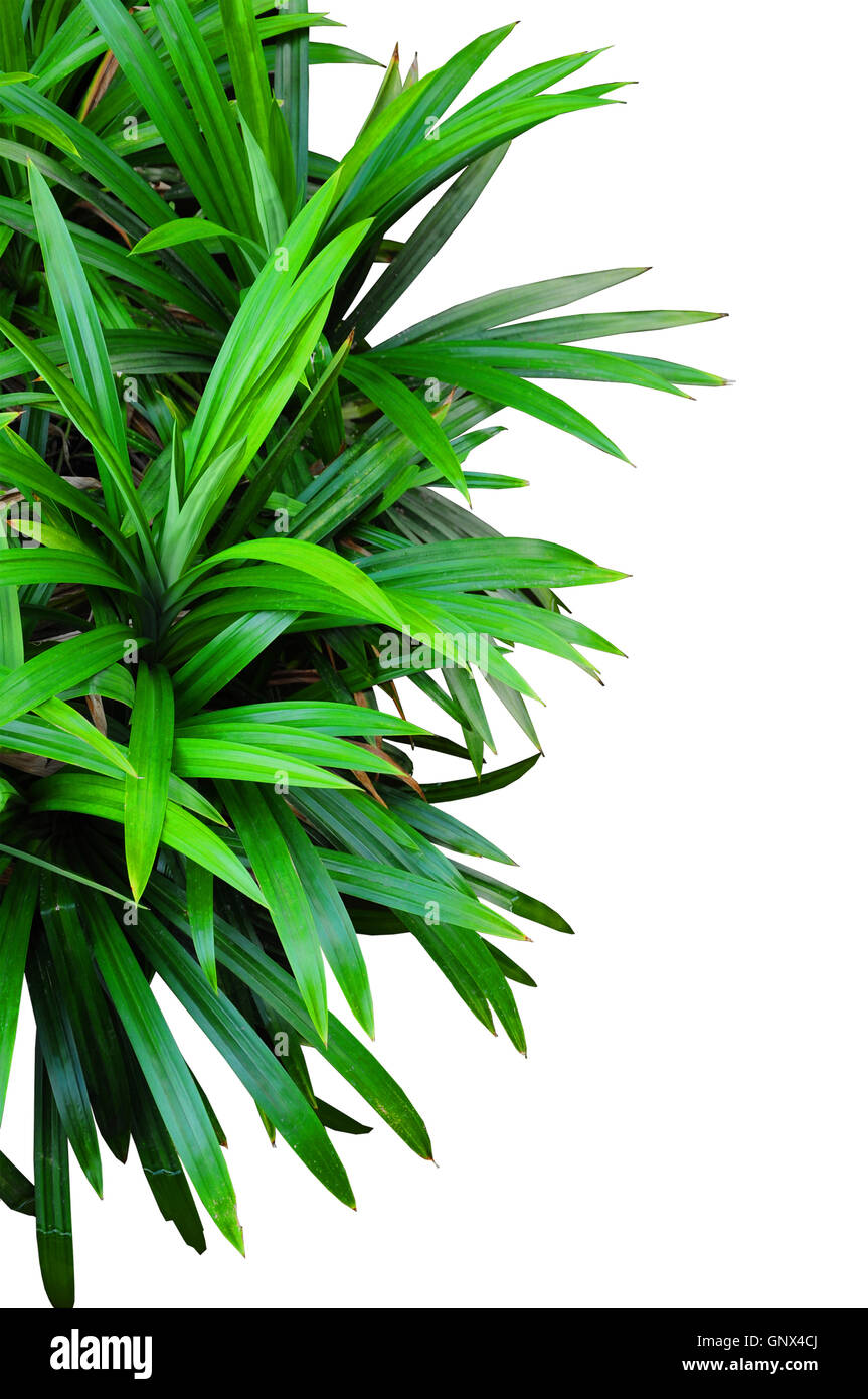 pandan leaf isolated on white background Stock Photo - Alamy