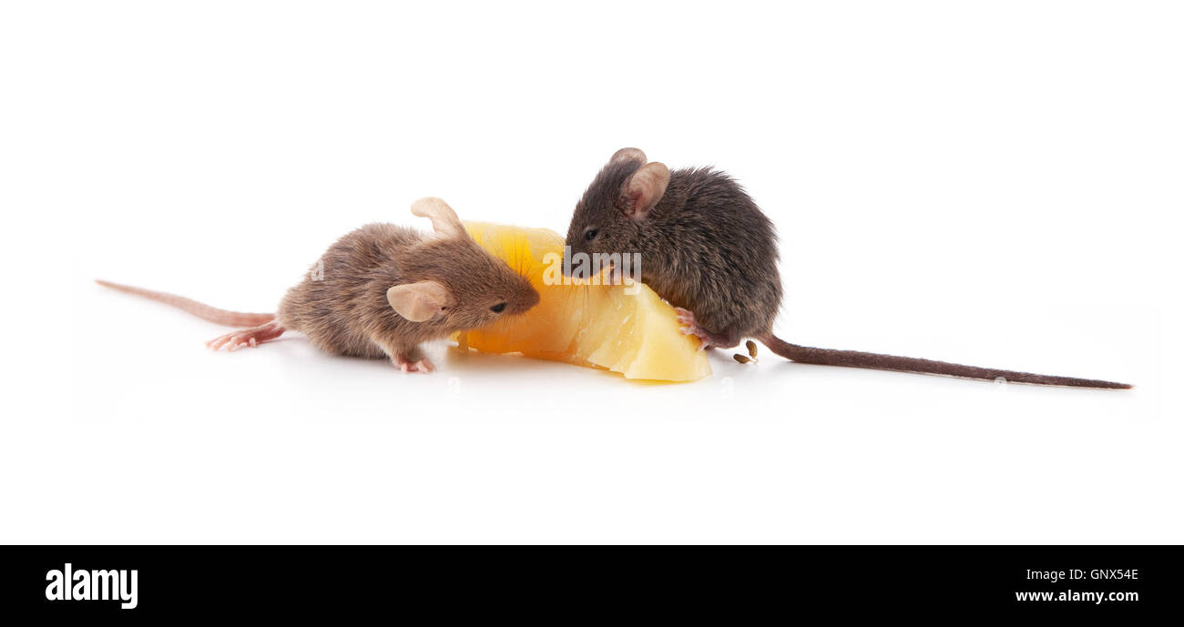 Mice and cheese Stock Photo Alamy