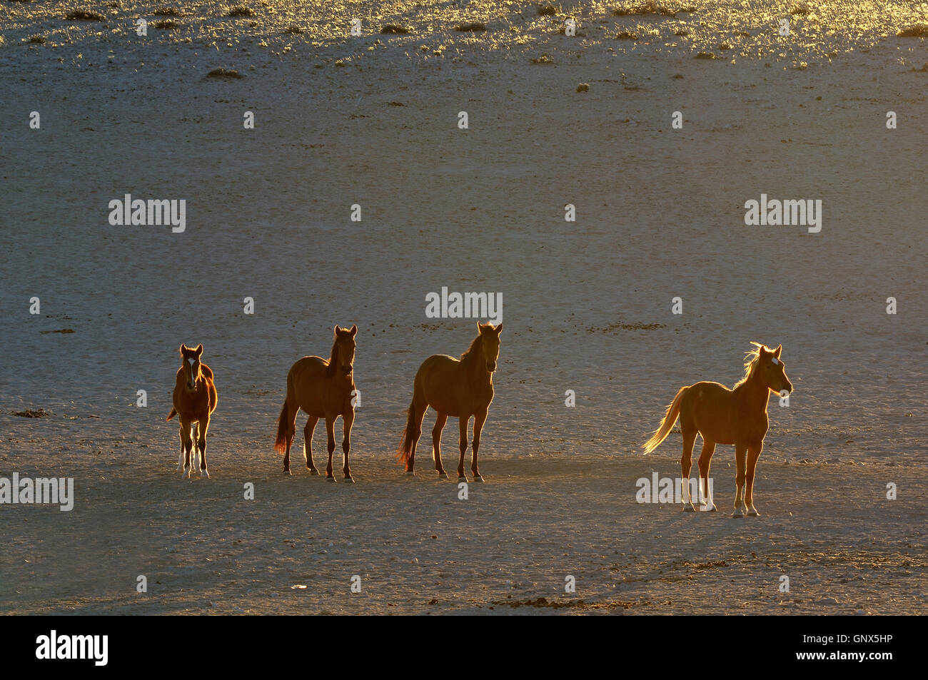 Wild horses of the Namib Stock Photo