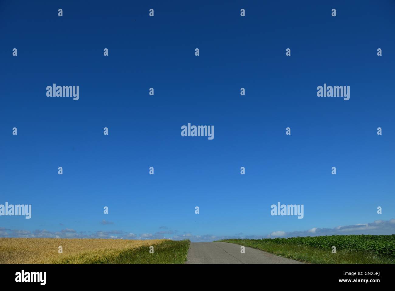 wheat field with blue sky in background Stock Photo - Alamy