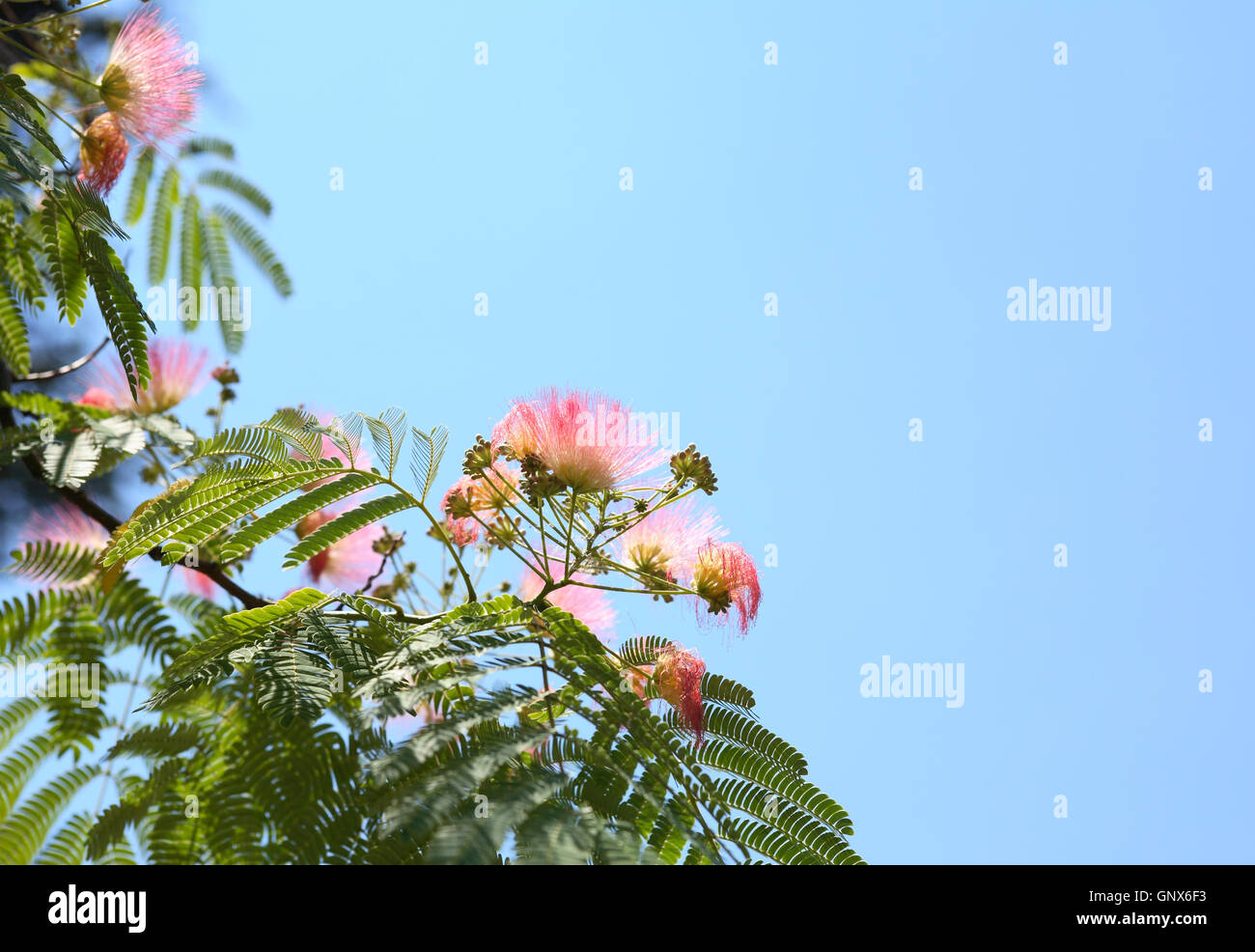 Pink Silk Tree Stock Photo Alamy