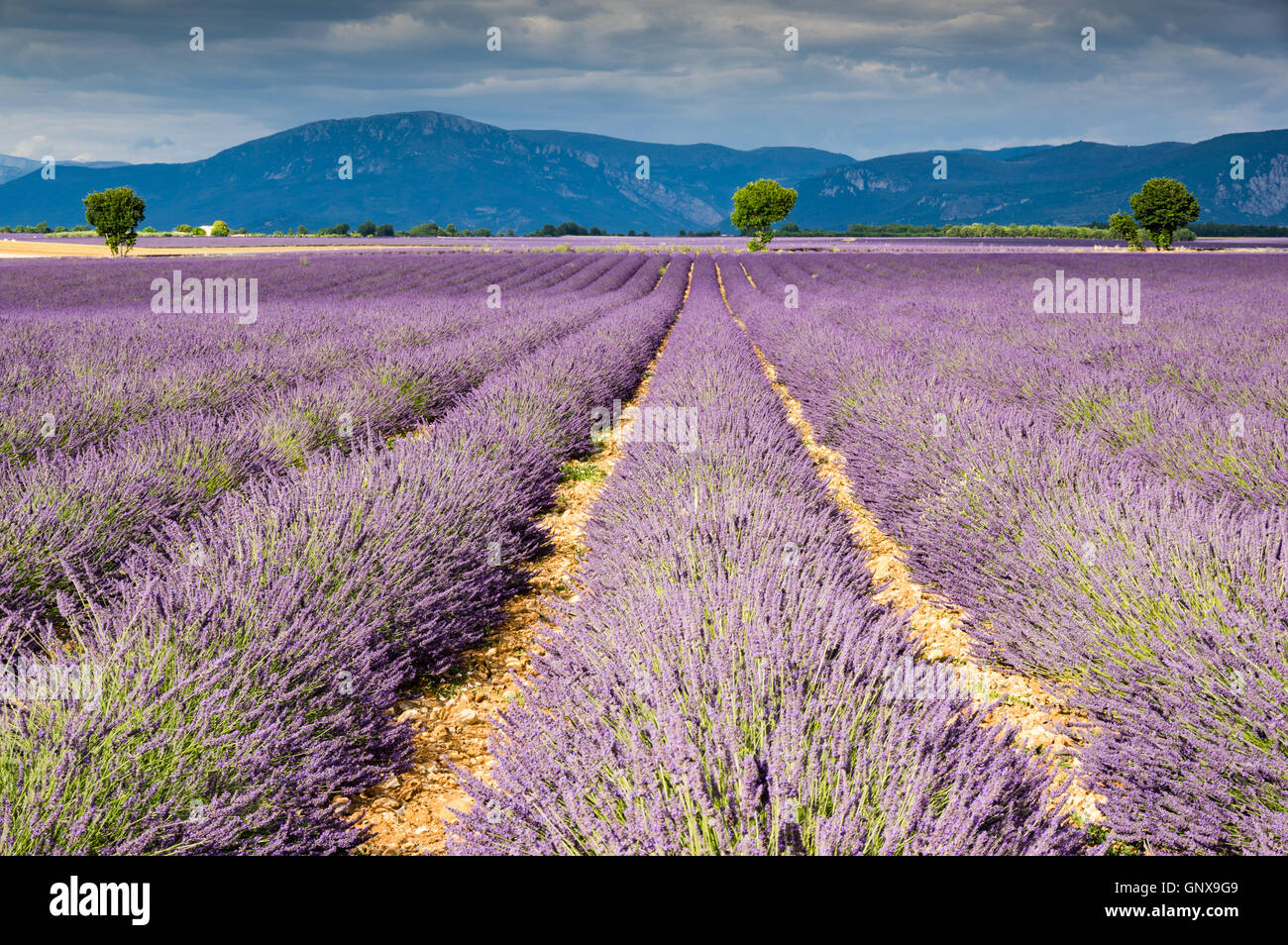 Lavender Field Plateau De Valensole France Stock Photo Alamy Lavender Field Plateau De Valensole France Stock Photo Alamy