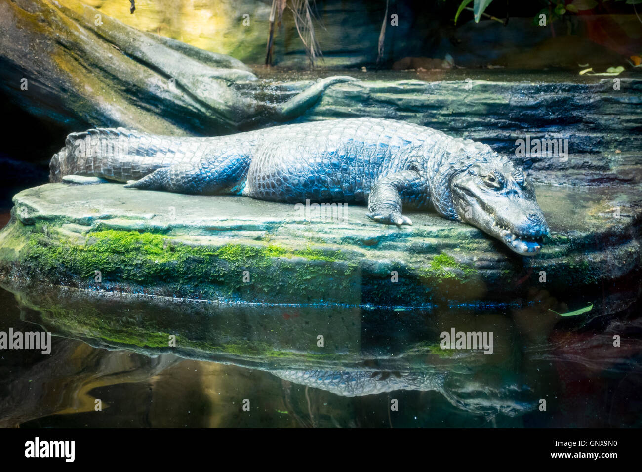 A scary-looking yacare caiman (Caiman yacare, jacaré) at the Vancouver Aquarium in Vancouver, British Columbia, Canada. Stock Photo