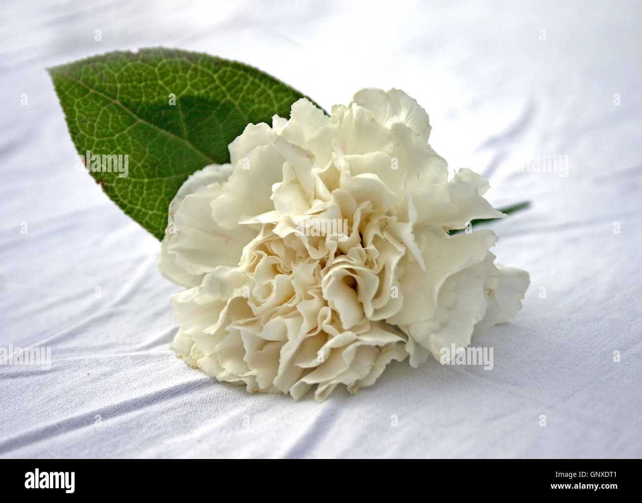 A flower for a corsage sitting on a table Stock Photo