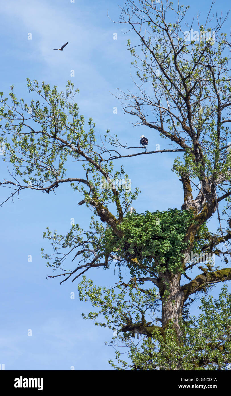 Bald eagle guarding a nest with another eagle flying in Southeast Alaska in spring. Stock Photo