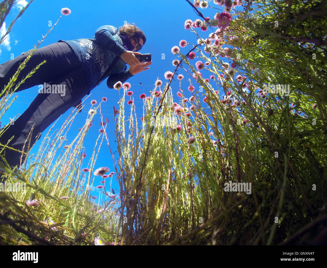 Perth, Western, Australia. 1st Sep, 2016. Woman using iphone to photograph spring wildflowers (native paper daisies, Rhodanthe chlorocephala) in suburban Perth. Western Australia is a global hotspot of floral biodiversity with most spring wildflowers found nowhere else on Earth. Credit:  Suzanne Long/Alamy Live News Stock Photo