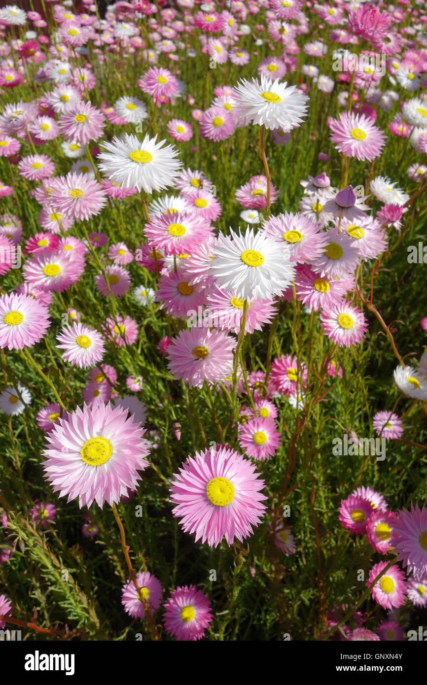 Perth, Western, Australia. 1st Sep, 2016. Spring wildflowers (native paper daisies, Rhodanthe chlorocephala) blooming in suburban Perth. Western Australia is a global hotspot of floral biodiversity with most spring wildflowers found nowhere else on Earth. Credit:  Suzanne Long/Alamy Live News Stock Photo