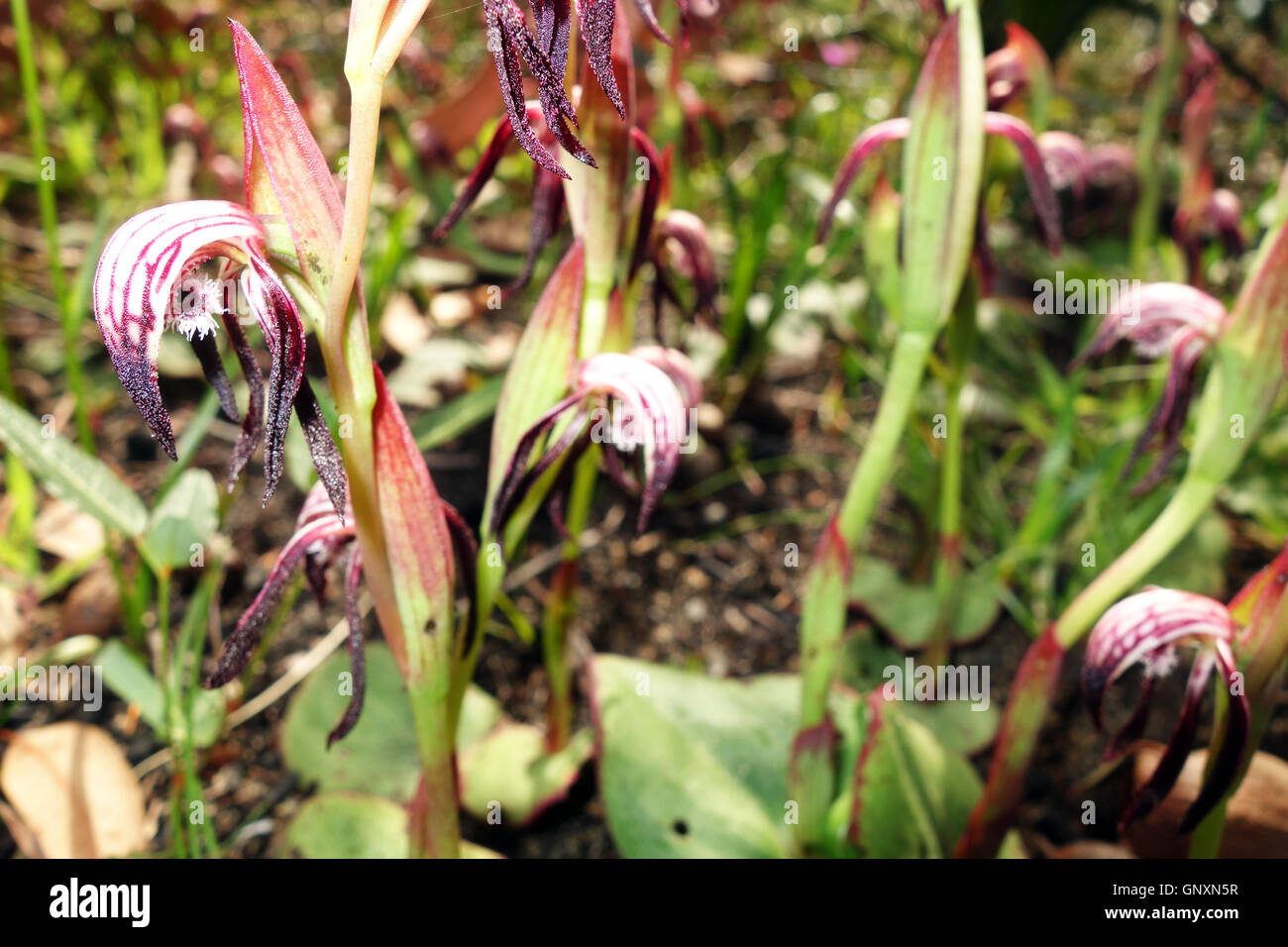 Perth, Western, Australia. 1st Sep, 2016. – Red fire orchids (Pyrorchis nigricans) blooming in Wireless Hill Park for the first time in five years. Western Australia is a global hotspot of floral biodiversity with most spring wildflowers found nowhere else on Earth. Credit:  Suzanne Long/Alamy Live News Stock Photo