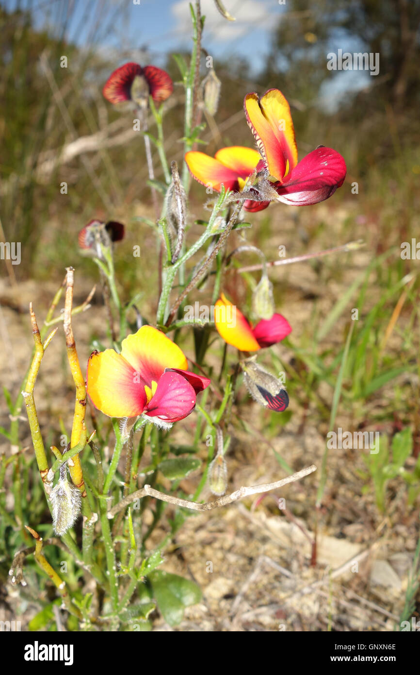 Perth, Western, Australia. 1st Sep, 2016. – Granny bonnets (Isotropis cuneifolia) blooming in spring in Wireless Hill Park, Perth. Western Australia is a global hotspot of floral biodiversity with most spring wildflowers found nowhere else on Earth. Credit:  Suzanne Long/Alamy Live News Stock Photo