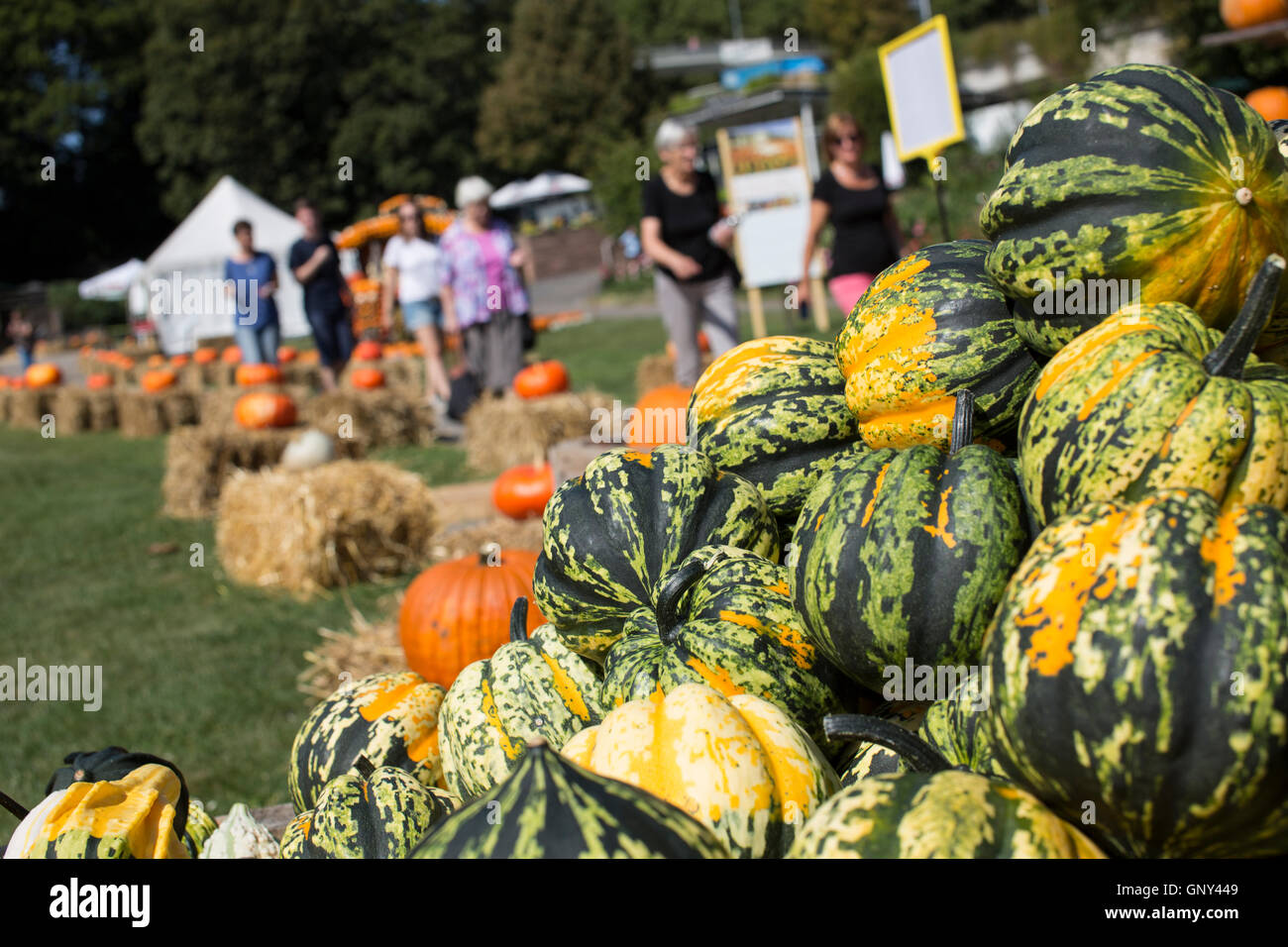 Ludwigsburg, Germany. 02nd Sep, 2016. Pumpkins on the grounds of the the pumpkin exhibition in the Bluehendes Barock gardens at the Residenzschloss in Ludwigsburg, Germany, 02 September 2016. The motto of the world's largest pumpkin exhibition this year is 'Kuerbis Zirkus' (lt. Pumpkin circus). Photo: SILAS STEIN/dpa/Alamy Live News Stock Photo