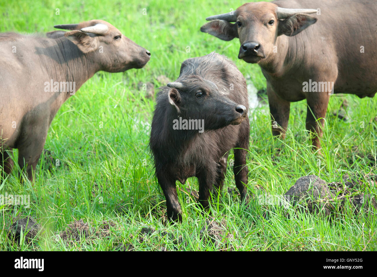 Buttle Animals Large farm animals hi-res stock photography and images - Alamy