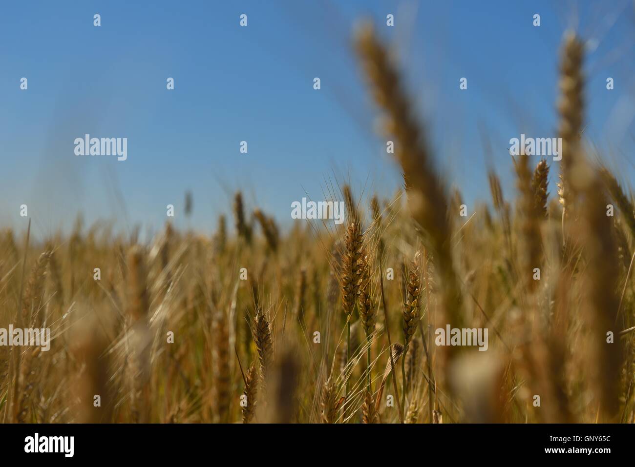 wheat field with blue sky in background Stock Photo - Alamy