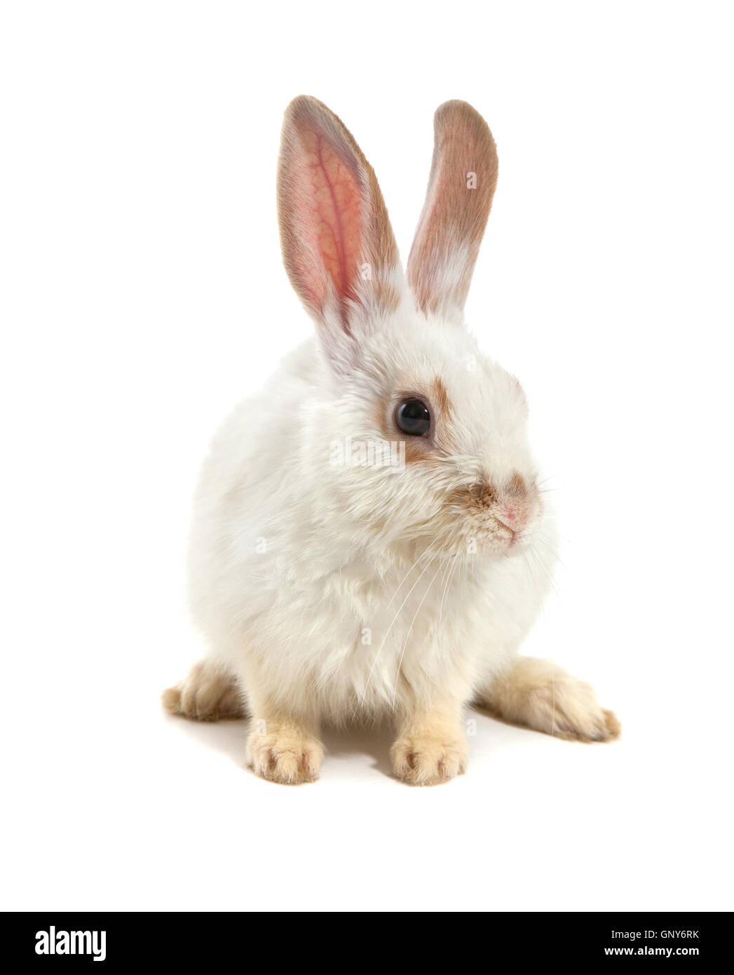 White small rabbit Stock Photo - Alamy