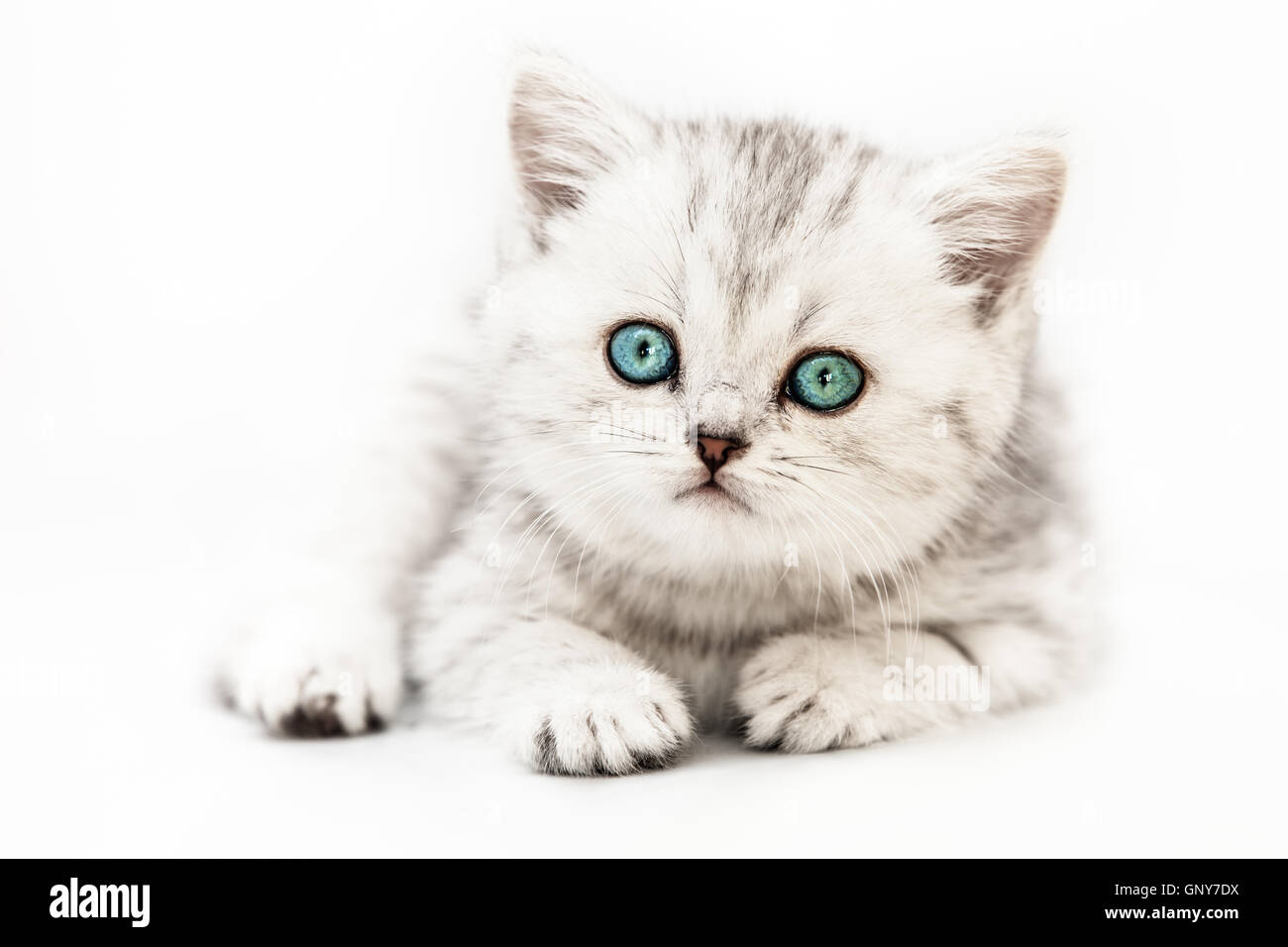 Little british domestic silver tabby cat Stock Photo
