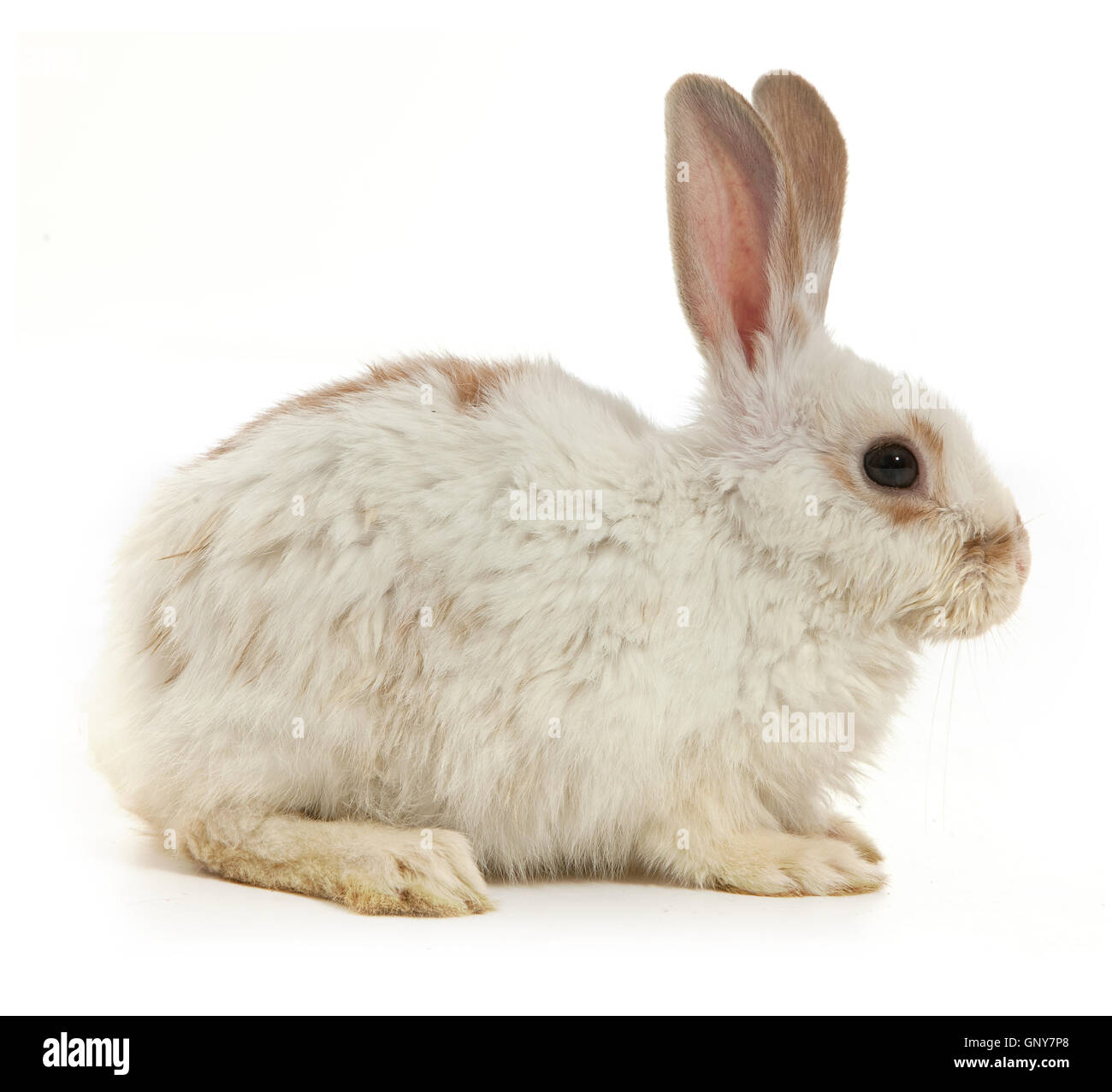 White small rabbit Stock Photo - Alamy