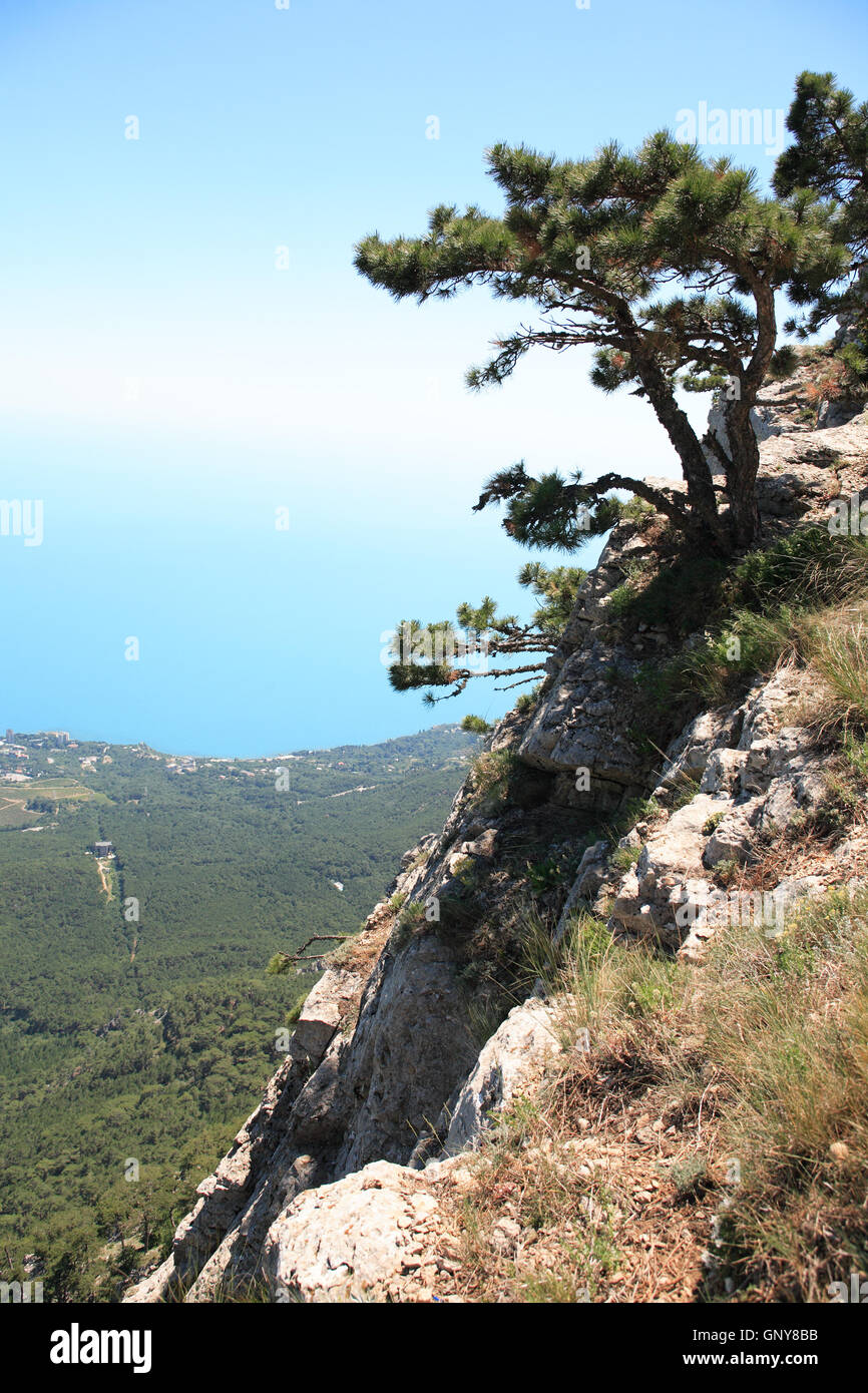 Pine On The Rock Stock Photo - Alamy
