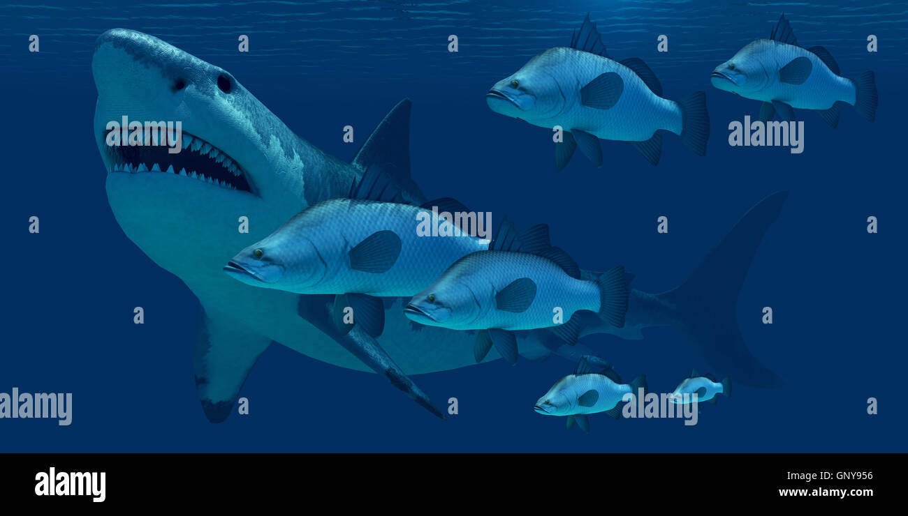 Megalodon Shark Stock Photo