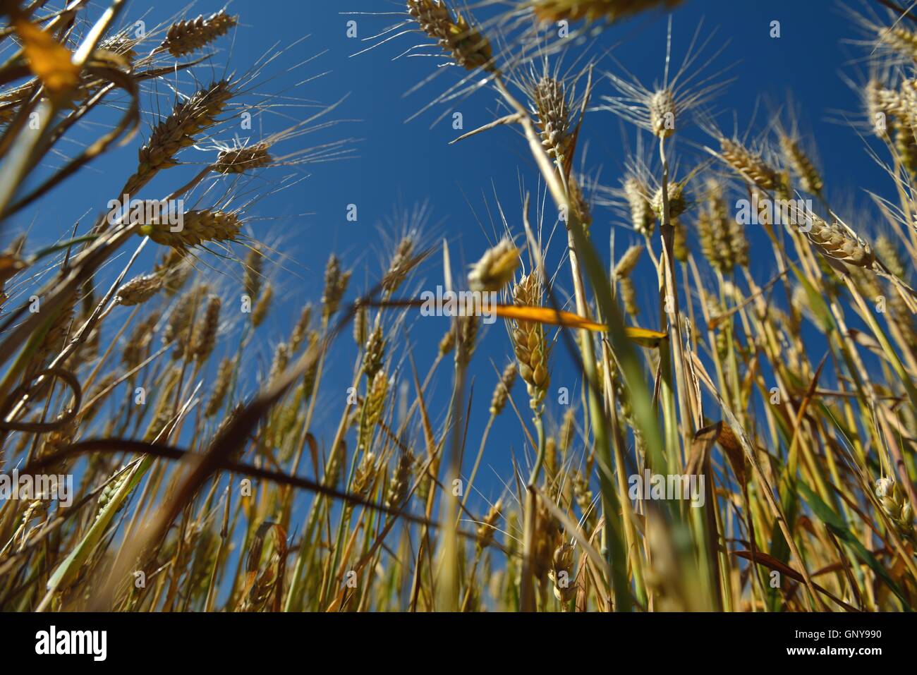 wheat field with blue sky in background Stock Photo - Alamy