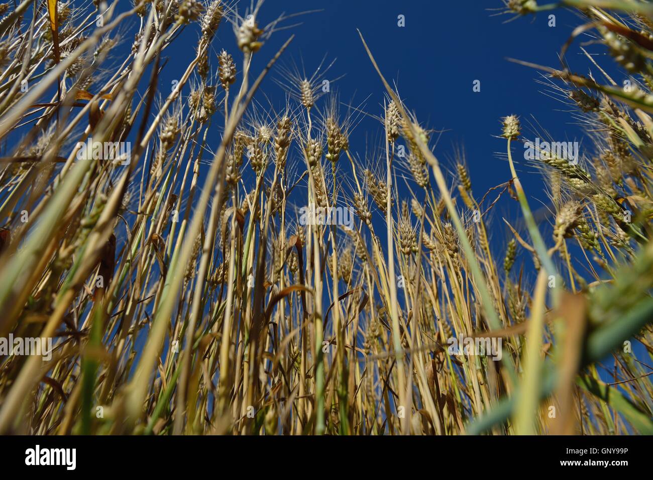 wheat field with blue sky in background Stock Photo - Alamy