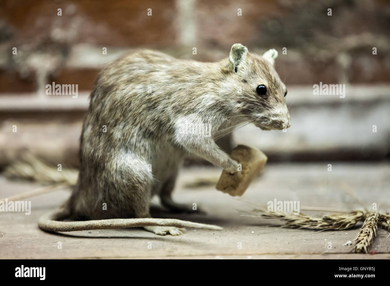 Rat animal eating bread food Stock Photo Alamy