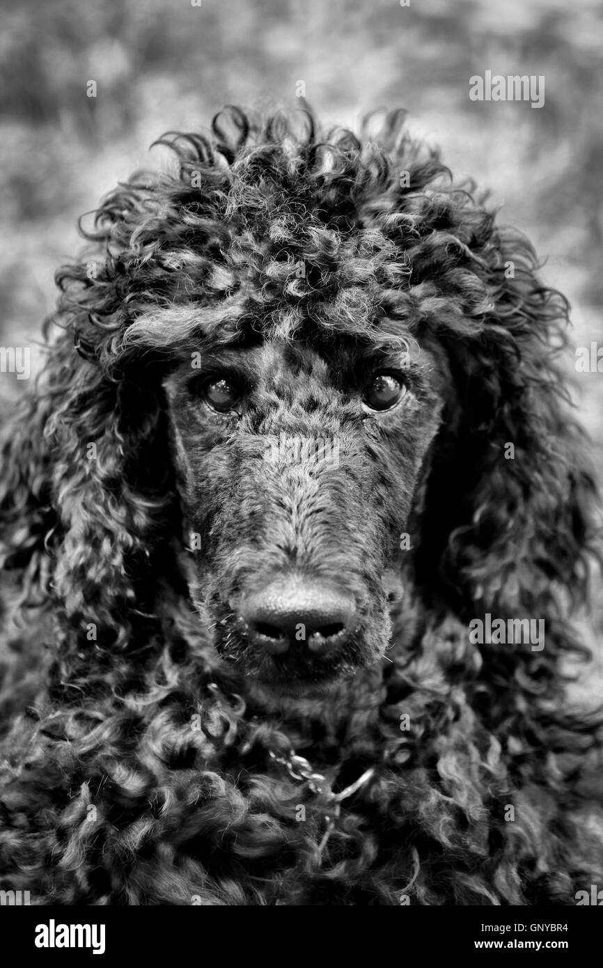 A portrait of a cute black poodle puppy with expressive eyes. Stock Photo