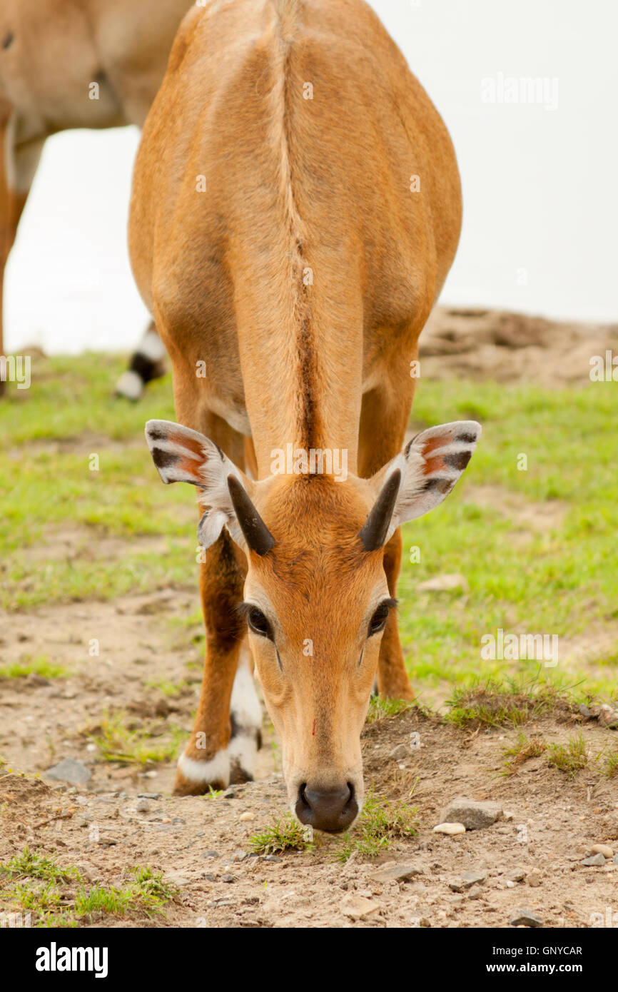 Images of wild animals on African Safari Stock Photo - Alamy