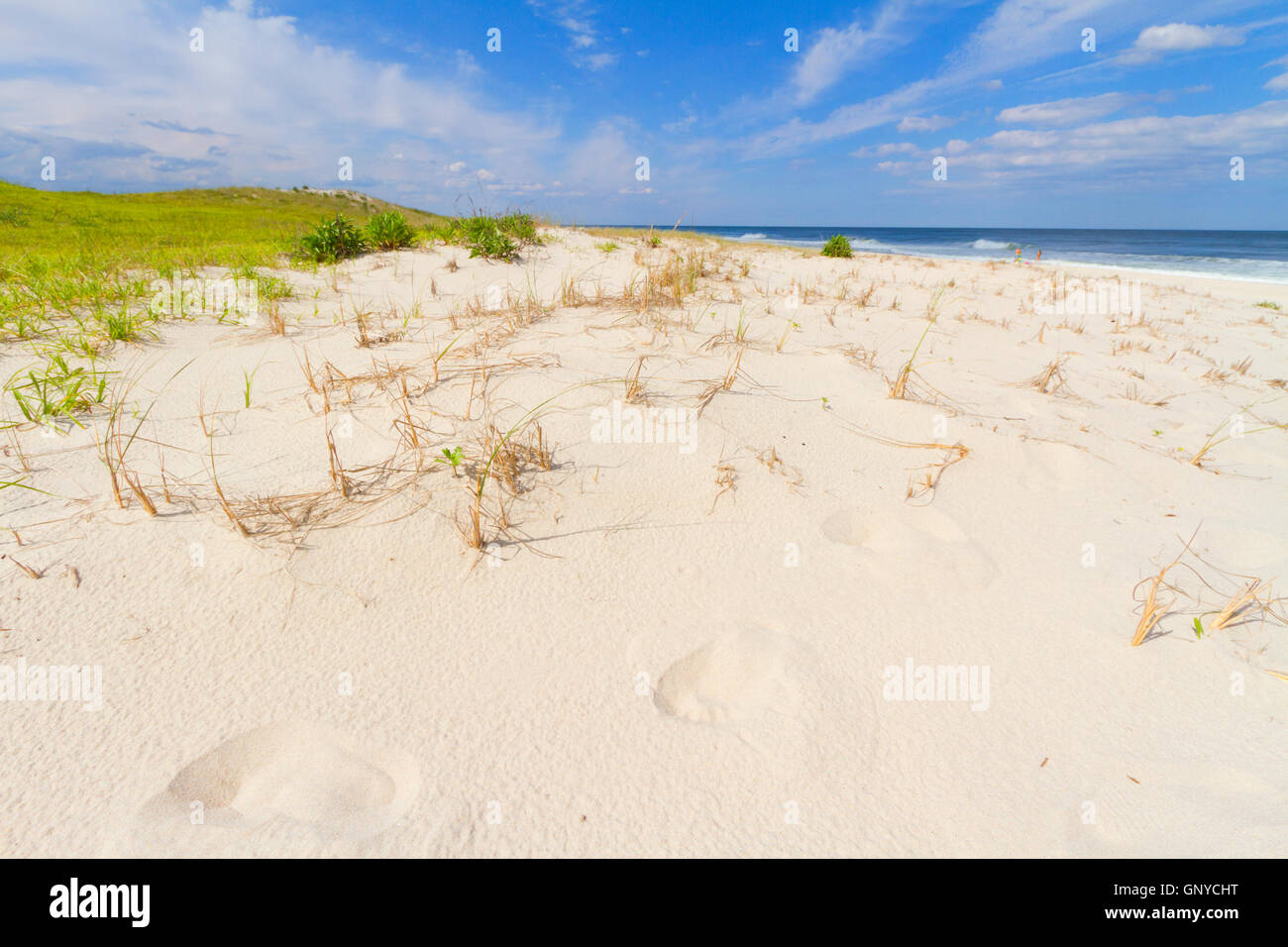 Sand dunes on the beach Stock Photo - Alamy