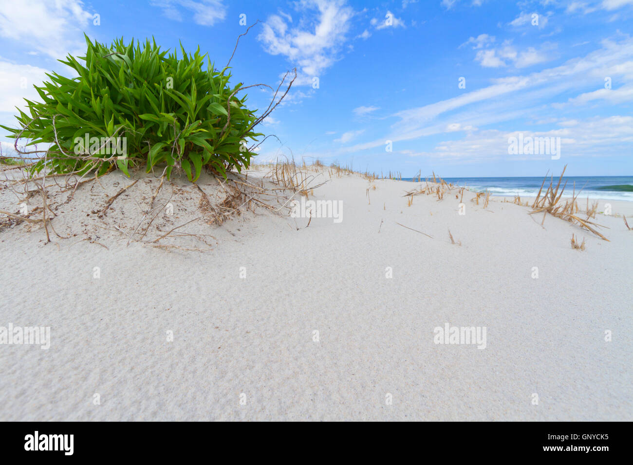 Sand dunes on the beach Stock Photo - Alamy