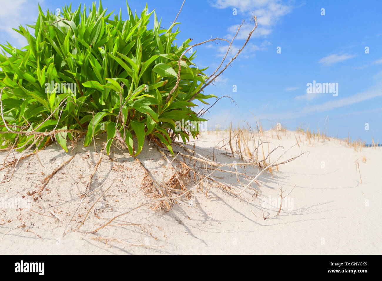 Sand dunes on the beach Stock Photo - Alamy